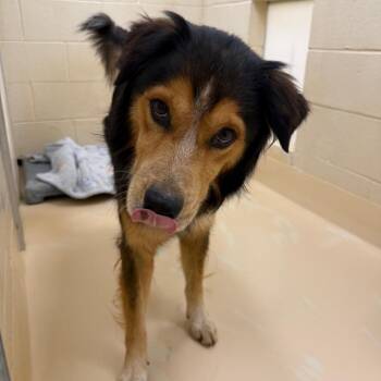 Wheeler -  Mixed Breed Dog for Adoption in Winston-salem, North Carolina - Wheeler | PetCurious