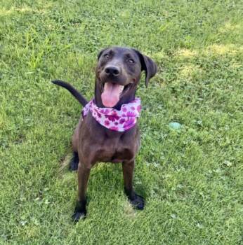 STAR -  Labrador Retriever and Mixed Breed Dog for Adoption in Tulsa, Oklahoma - STAR | PetCurious