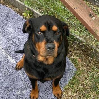 May -  Rottweiler and Chow Chow Dog for Adoption in Half Moon Bay, California - May | PetCurious