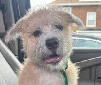 Cooper -  Terrier Dog for Adoption in Euclid, Ohio - Cooper | PetCurious