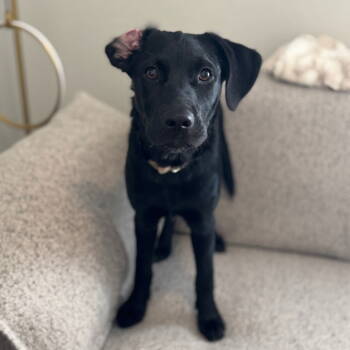 Rescue Black Labrador Retriever Dogs for Adoption in Dallas, Texas - Dani | PetCurious