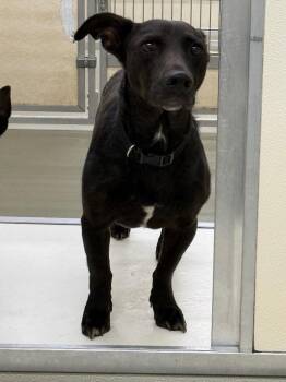 Lil Bit -  Mixed Breed Dog for Adoption in Columbia, Tennessee - Lil Bit | PetCurious