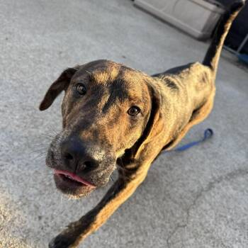 Mixed Breed Dogs Available for Adoption - Turtle | PetCurious