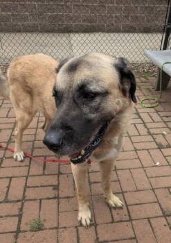 Homer -  Anatolian Shepherd Dog for Adoption in Vancouver, Washington - Homer | PetCurious