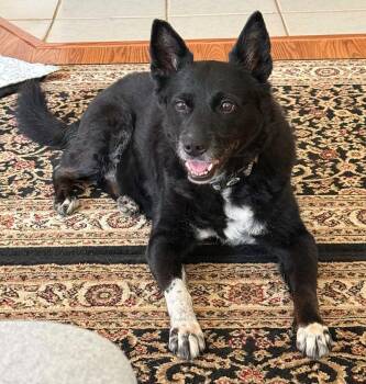 Hannah -  Border Collie and Australian Shepherd Dog for Adoption in North Olmsted, Ohio - Hannah | PetCurious