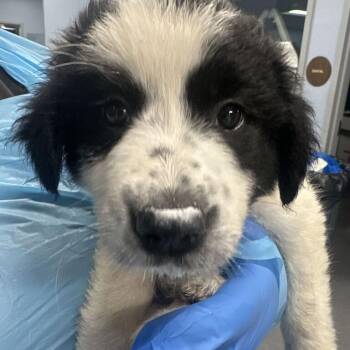 Skelly -  Mixed Breed Dog for Adoption in Canal Winchester, Ohio - Skelly | PetCurious