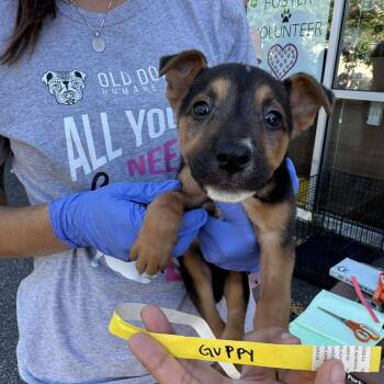 Rescue Mixed Breed Dogs for Adoption in Fredericksburg, Virginia - Guppy | PetCurious