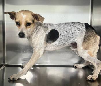 Ralphie -  Jack Russell Terrier Dog Available for Adoption in Labelle, Florida - Ralphie | PetCurious