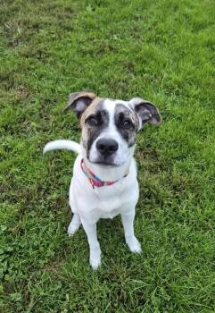 Max -  Australian Shepherd Dog for Adoption in Indiana, Pennsylvania - Max | PetCurious