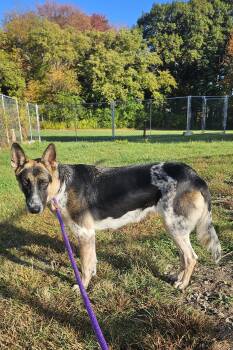 Dory -  Australian Cattle Dog Blue Heeler and Shepherd Dog for Adoption in Salem, New Hampshire - Dory | PetCurious