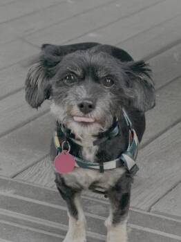 Hanny -  Shih Tzu Dog for Adoption in Seattle, Washington - Hanny | PetCurious
