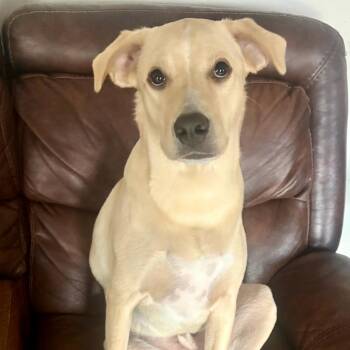 Beau Boy -  Yellow Labrador Retriever and Mixed Breed Dog for Adoption in Abbotsford, British Columbia - Beau Boy | PetCurious