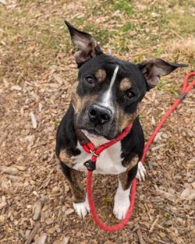 Mixed Breed Dogs Available for Adoption in Chamblee, Georgia - Bae | PetCurious