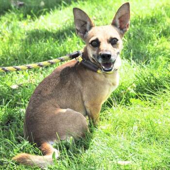 Clint Eastwood -  Miniature Dachshund and Chihuahua Dog for Adoption in Prescott, Arizona - Clint Eastwood | PetCurious