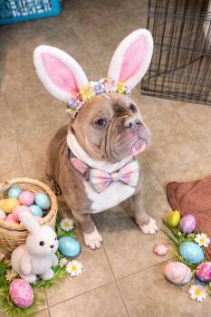 American Bully Dogs Available for Adoption in Swansea, Massachusetts - Mr D | PetCurious