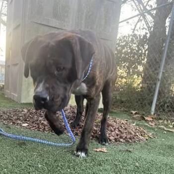 Allie -  Mixed Breed Dog for Adoption in Jeffersonville, Indiana - Allie | PetCurious