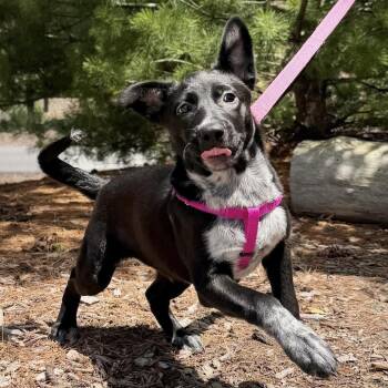 Chickpea -  Australian Cattle Dog Blue Heeler Dog for Adoption in East Hampton, New York - Chickpea | PetCurious