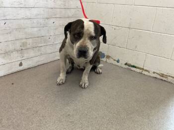 Rescue Pit Bull Terrier Dogs for Adoption in San Bernardino, California - BONITA | PetCurious