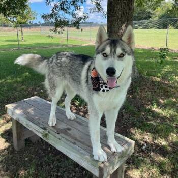 Rescue Husky Dogs for Adoption in Carencro, Louisiana - Daisy Chain | PetCurious