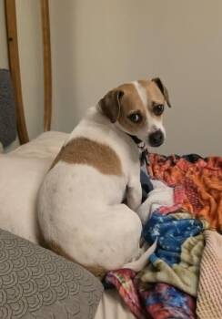 Jack Russell Terrier Dogs Available for Adoption in Paramus, New Jersey - Barkley | PetCurious