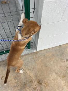 Pit Bull Terrier Dogs Available for Adoption - Munchie | PetCurious