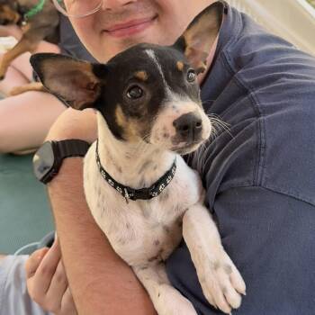 Terrier Dogs Available for Adoption in Columbia, South Carolina - Marsh | PetCurious