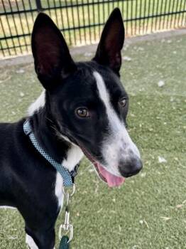 Titan -  Basenji and Mixed Breed Dog for Adoption in Wichita, Kansas - Titan | PetCurious