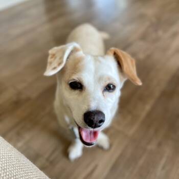 Eve -  Chihuahua Dog for Adoption in Bethel, Connecticut - Eve | PetCurious