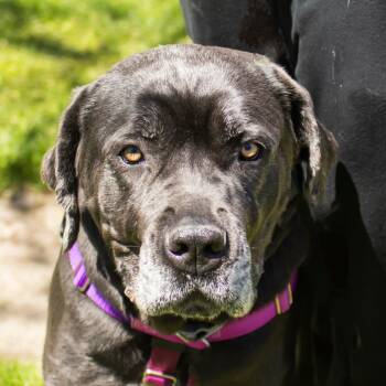 Cane Corso Dogs Available for Adoption in Middletown, Rhode Island - Sapphire | PetCurious