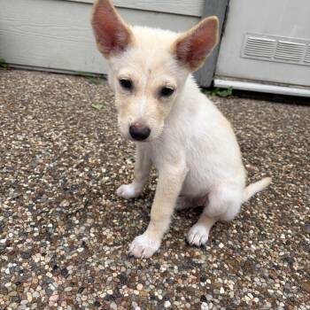 Palmer -  German Shepherd Dog Dog for Adoption in Sumter, South Carolina - Palmer | PetCurious