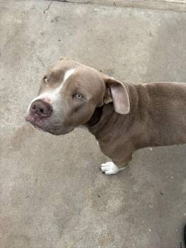 TESLA -  Pit Bull Terrier Dog for Adoption in Camarillo, California - TESLA | PetCurious