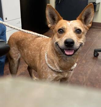 Australian Cattle Dog Blue Heeler and Mixed Breed Dogs Available for Adoption in Greenville, Texas - Dog Kennel #15 | PetCurious