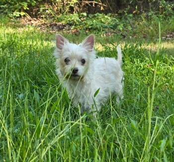 Rescue Yorkshire Terrier Dogs for Adoption in Huntington, New York - Haypenny | PetCurious