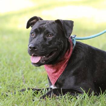 Lolly -  Catahoula Leopard Dog and Labrador Retriever Dog for Adoption in Columbia, South Carolina - Lolly | PetCurious