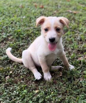 Honey boo boo -  Corgi and Shepherd Dog for Adoption in Lutz, Florida - Honey Boo Boo | PetCurious