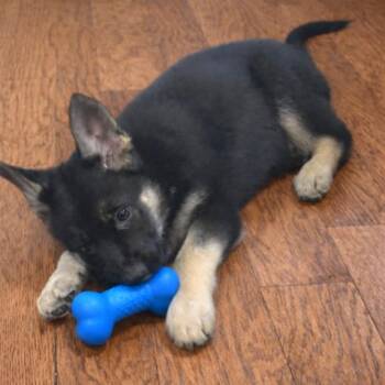 German Shepherd Dog Dogs Available for Adoption - Willow | PetCurious