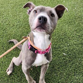 Syria -  Pit Bull Terrier Dog for Adoption in Philadelphia, Pennsylvania - Syria | PetCurious