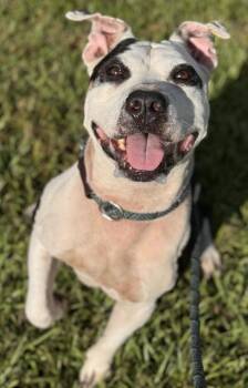 Rescue American Staffordshire Terrier Dogs for Adoption in Fort Lauderdale, Florida - PANDA | PetCurious