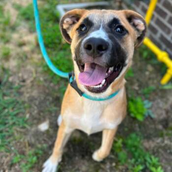 George -  Black Mouth Cur Dog for Adoption in Manchester, Tennessee - George | PetCurious