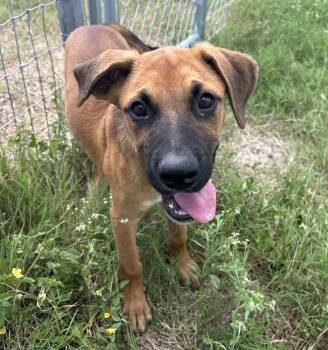 Rescue Black Mouth Cur Dogs for Adoption in Harlingen, Texas - Carly | PetCurious