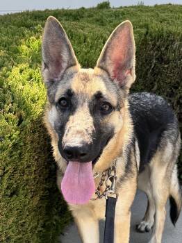 Ella -  German Shepherd Dog Dog for Adoption in Newport Beach, California - Ella | PetCurious