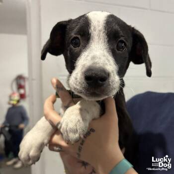 Josh -  Labrador Retriever Dog for Adoption in Washington, District Of Columbia - Josh | PetCurious