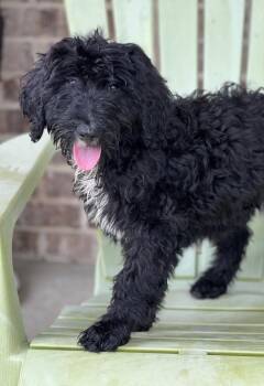 Junie -  Poodle Dog for Adoption in Dalton, Georgia - Junie | PetCurious