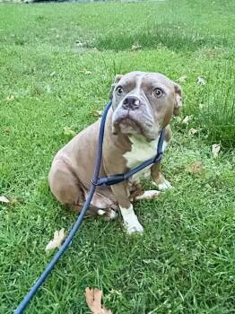 American Bulldog Dogs Available for Adoption in Fosters, Alabama - LILY | PetCurious