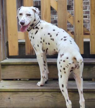 Rescue Dalmatian Dogs for Adoption in San Diego, California - Pippa-Lexington, NC | PetCurious