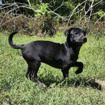 Mixed Breed and Dachshund Dogs Available for Adoption in Hopkinton, Massachusetts - Button | PetCurious