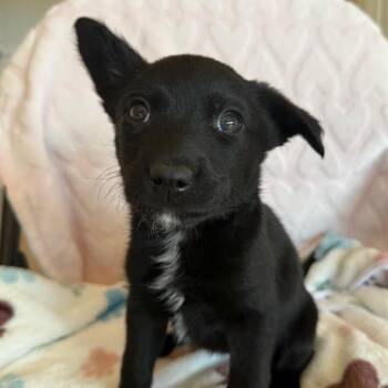 Labrador Retriever Dogs Available for Adoption in Kanab, Utah - Space Invader | PetCurious