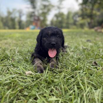 Paris -  Goldendoodle and Bernedoodle Dog for Adoption in Warrior, Alabama - Paris | PetCurious