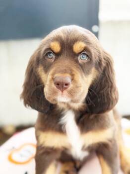 Apple Litter - McIntosh -  Bloodhound and Mixed Breed Dog for Adoption in Savage, Minnesota - Apple Litter - McIntosh | PetCurious