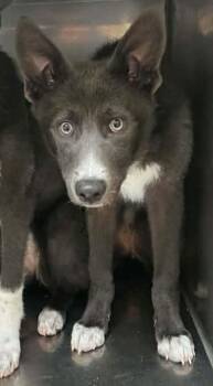 Australian Kelpie Dogs Available for Adoption in Fort Payne, Alabama - Serena | PetCurious